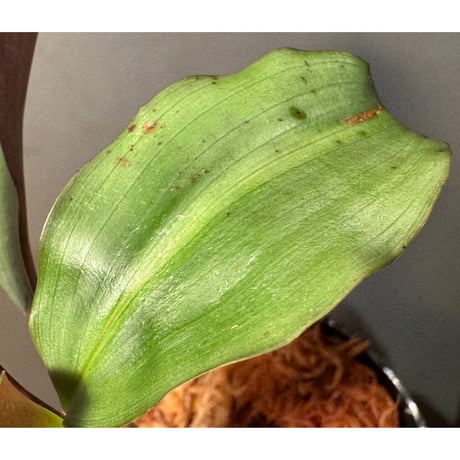 Dracaena sp. from Landak West Kalimantan