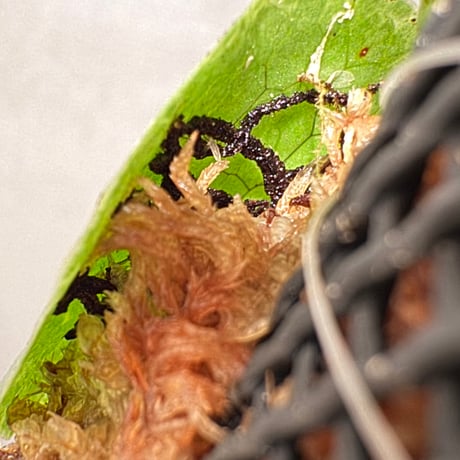 Microsorum linguiforme from South sumatera