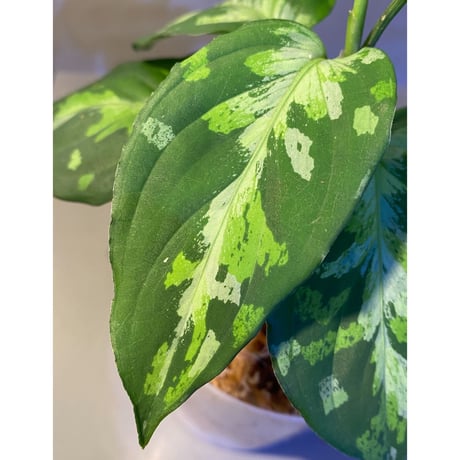 Aglaonema pictum "Blue Nias" from Pulau Nias [AZ0912-3.5]