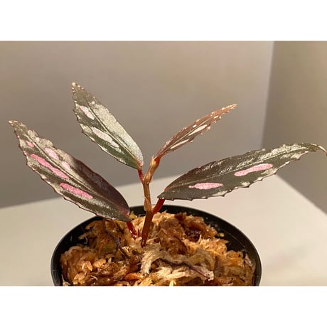 Begonia sp. from Julau [R1214-01b] RIO