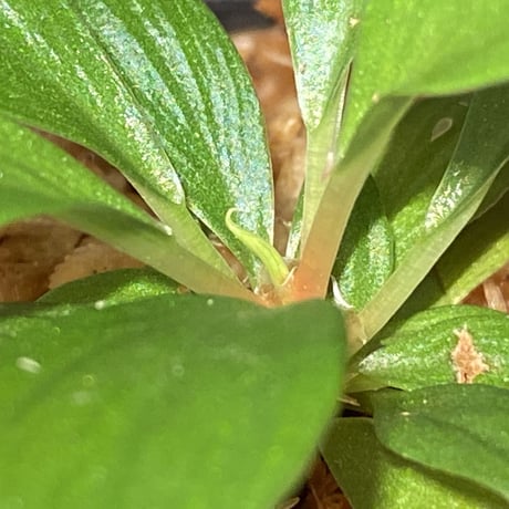 Homalomena sp. [LA0317-z-r]