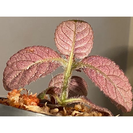 Unknown from Iquitos Peru [tanakay]