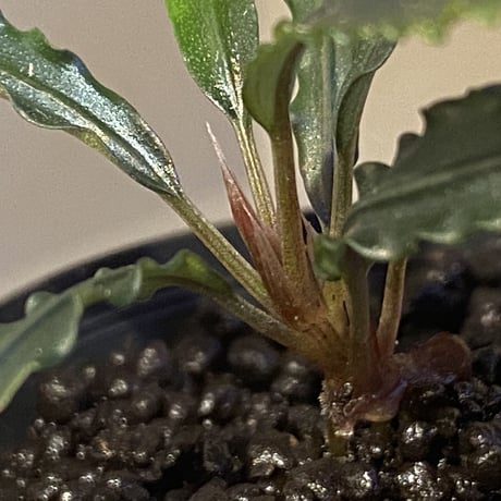 Bucephalandra sp. from "Mangat" [MF0417-2A] ①
