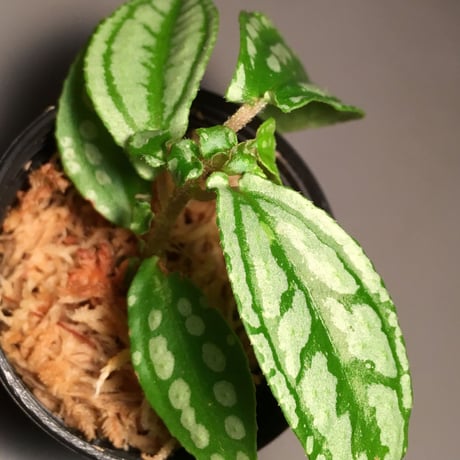 Sonerila sp. from Jerteh
