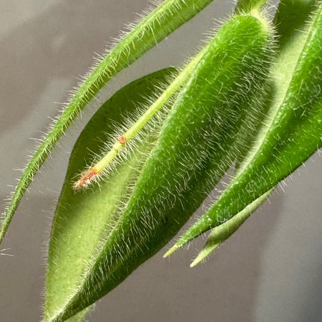 Ceratostema loucianae