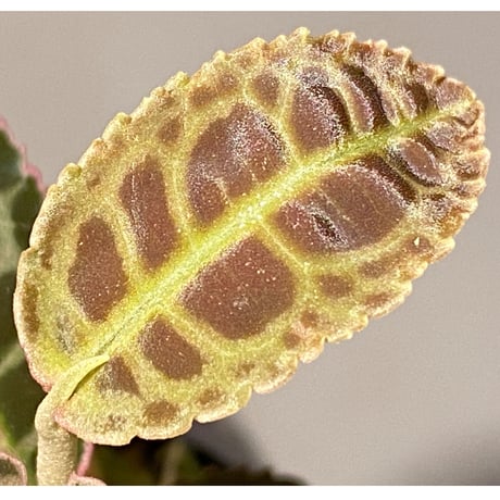 Emblemantha urnulata (Labisia sp.) from Riau sumatera [LA0815-01]