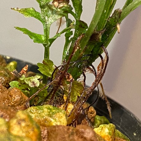 Bolbitis sp. from Siberut [LA]