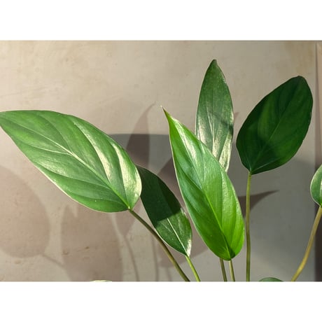 Homalomena limnogena from Pulau Belitung [カミハタ 2023.11]