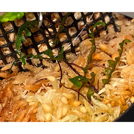 Teratophyllum aculeatum from Nanga pinoh [TB]