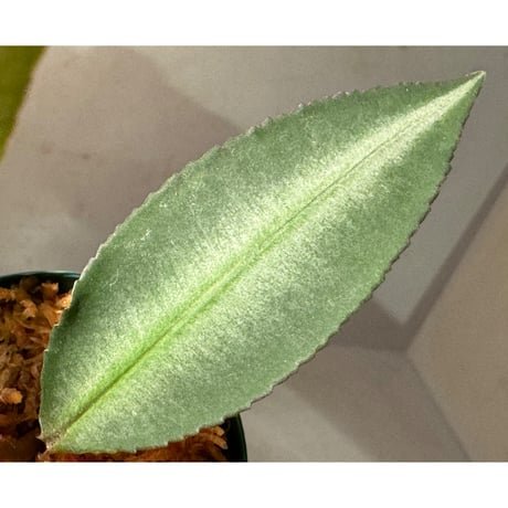 Labisia sp. "Padang" Sumatra barat [TB]