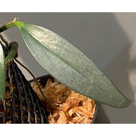 Schismatoglottis sp. "Narrow" from Kpg Lui Muda [AZ0412-3]