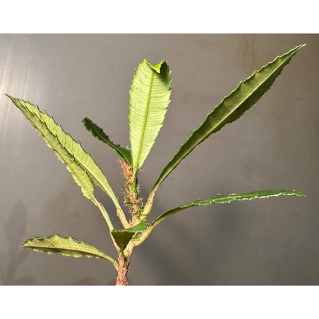 Neckia sp. from West Kalimantan ①