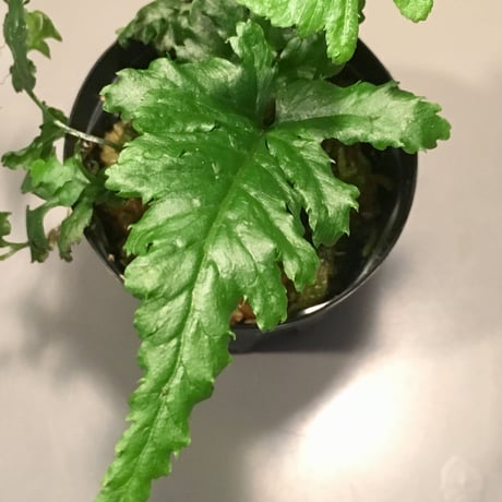 Bolbitis sp. from Siberut [LA]