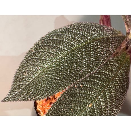 Cyrtandra sp. Landak West Kalimantan