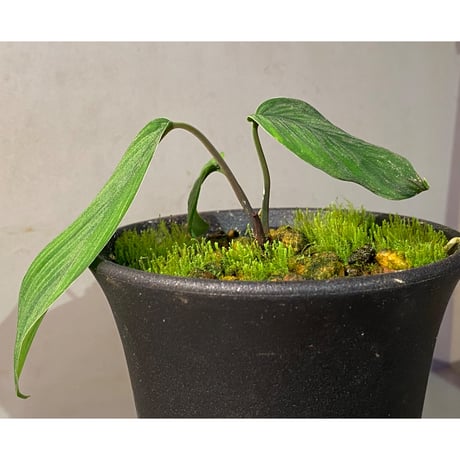 (タグ付き) Homalomena plicata "Aceh selatan" Aceh Sumatra [TB]