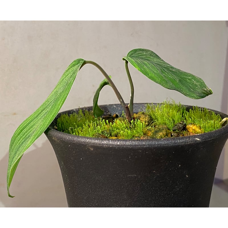 タグ付き) Homalomena plicata 