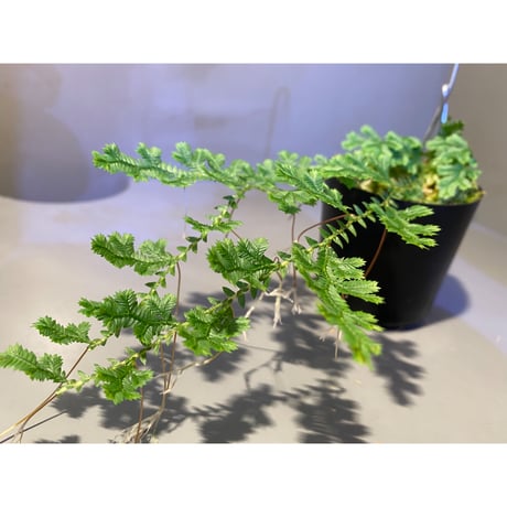 Selaginella sp. from Iquitos Peru [tanakay]