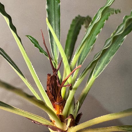 (脇芽付き) Fenestratarum mulyadii from East Kalimantan