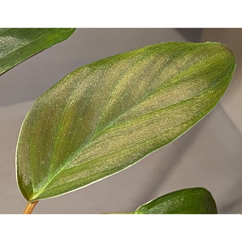 Homalomena sp. from Sekadau [LA] | M・R・G・R