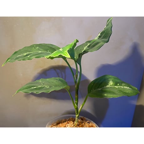 Aglaonema pictum "草わるん18" BNN from Sibolga utara [AZ0918-2a]