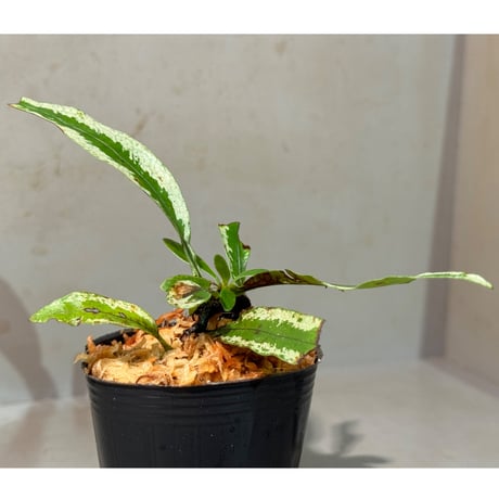 Colysis sp. from West Kalimantan