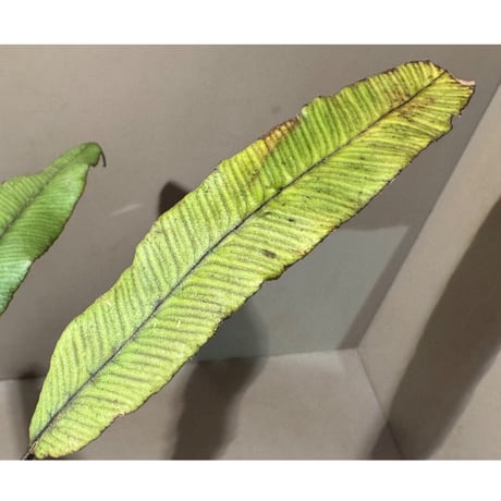 Asplenium sp. from Sulawesi ①
