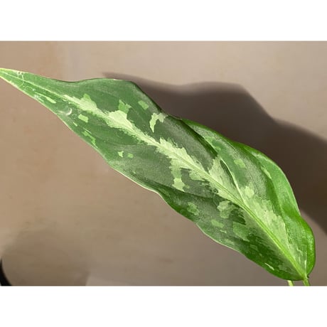 Aglaonema pictum A from Aceh sumatera [LA1115-03 i] ②