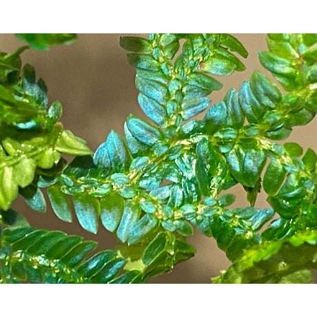 Selaginella sp. from Pahang