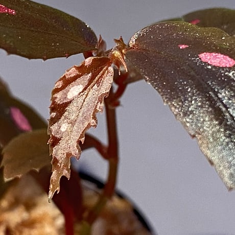Begonia sp. from Julau [R1214-01b]