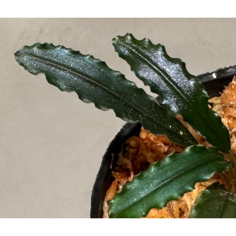 Bucephalandra sp. from "Mangat" [MF0417-2A] ①