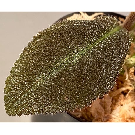 Pearcea schimpfii from Ecuador