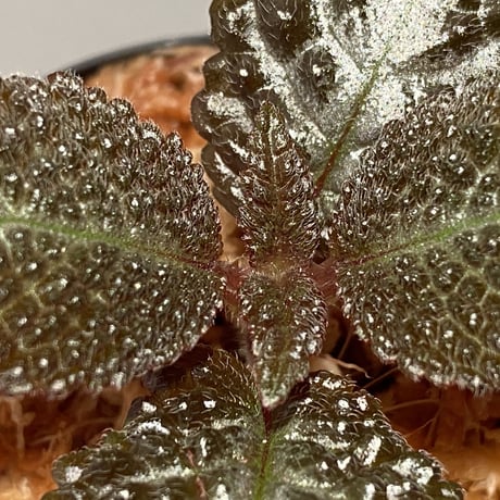 Nautilocalyx sp. 伊藤蟻植物農園