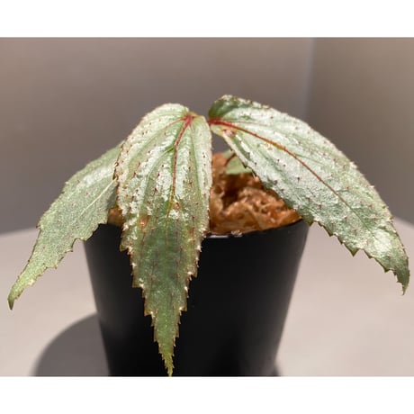 Begonia sp. from Balai Ringin [RIO]
