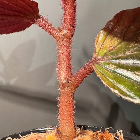 Begonia sp. from Kapuas hulu West Kalimantan