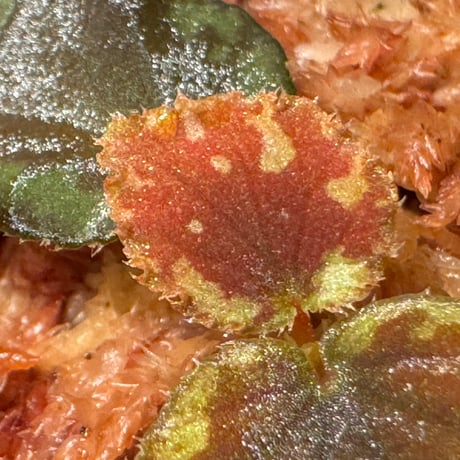 Begonia sp. Pulau Halmahera [LA0314-02]