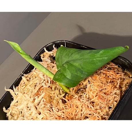 Aglaonema pictum tricolor from Aceh sumatera [LA0216-03 i]