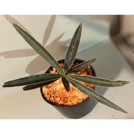 Labisia sp. from Kapuas hulu West Kalimantan