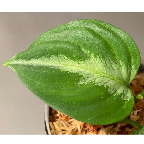 Aglaonema pictum FW1311 from "Padang Aro" [TB]