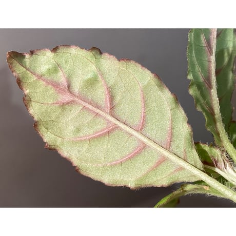 Nautilocalyx forgetii