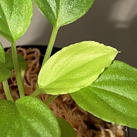 Homalomena sp. "Minimum" from Padan Utara [AZ0512-04]