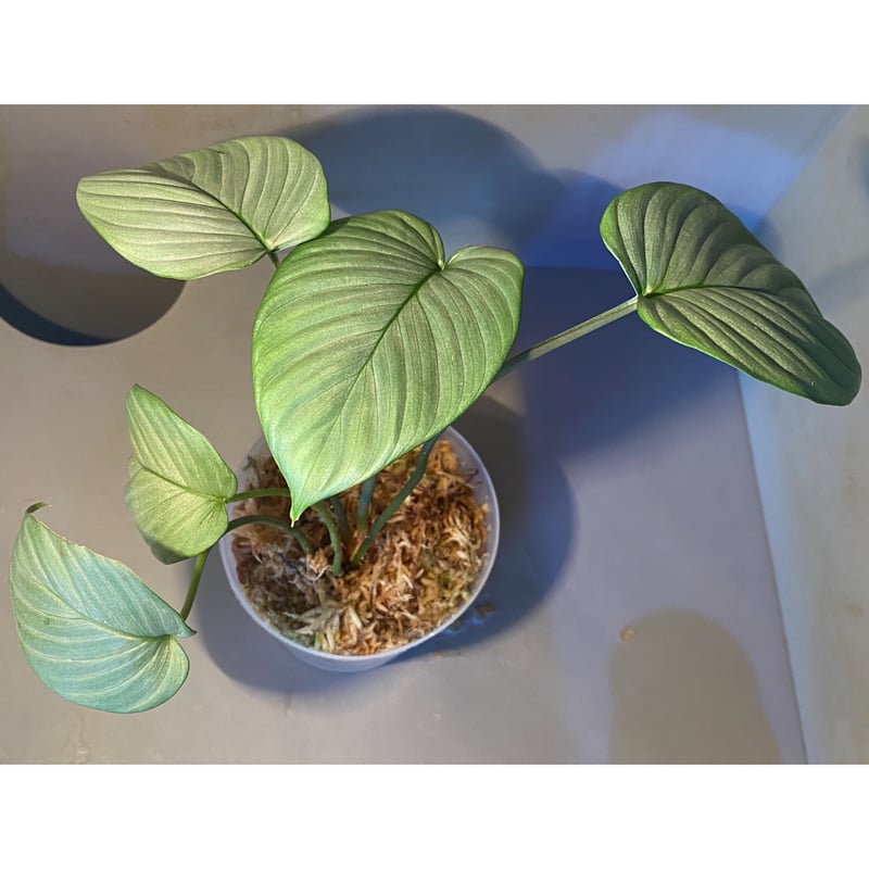 Homalomena sp. from Aceh sumatera [LA1118-03] |