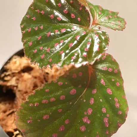 Begonia sp. from Saripoi [LA0813-2]