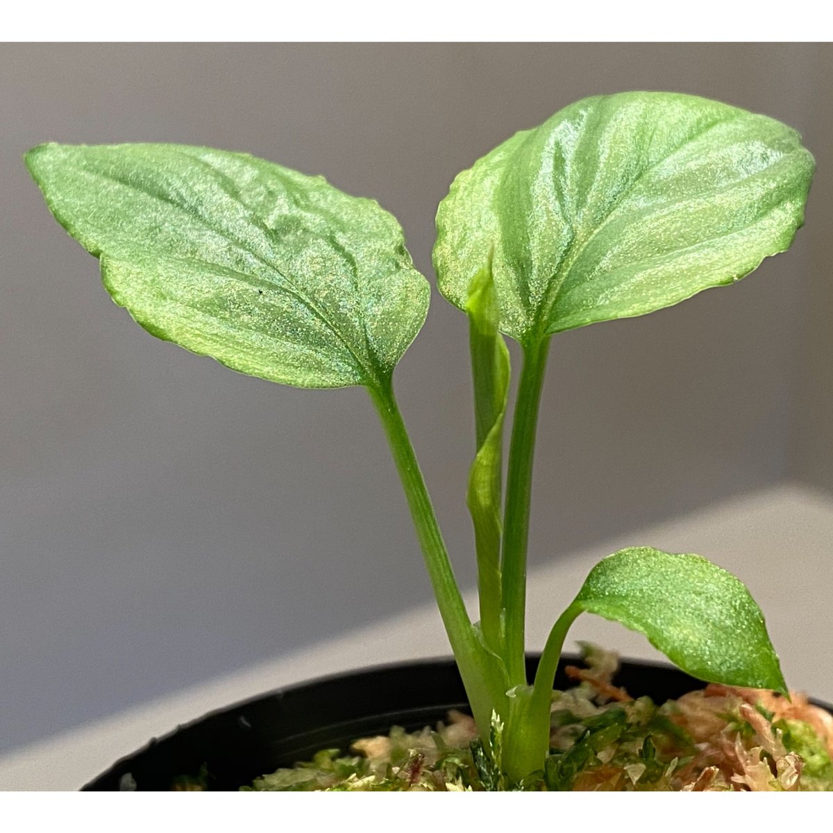 Homalomena cf. humilis from Sumatera Barat [LA0