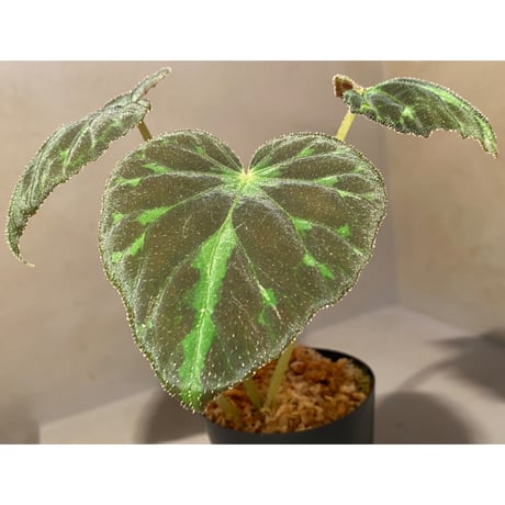 Begonia barsalouxiae