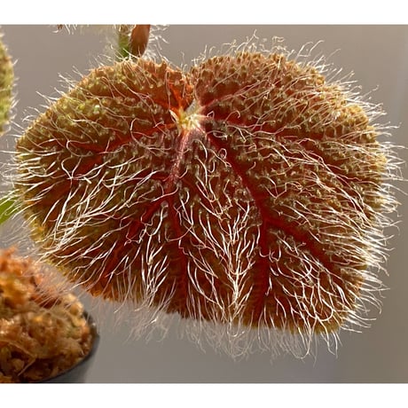 Begonia conipila from Borneo
