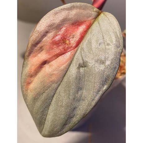 (大株) Homalomena sp. "Silver Bullet" from Pulau Lingga [AZ0917-1]