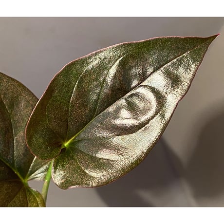 Syngonium sp. from Choco Colombia [tanakay]