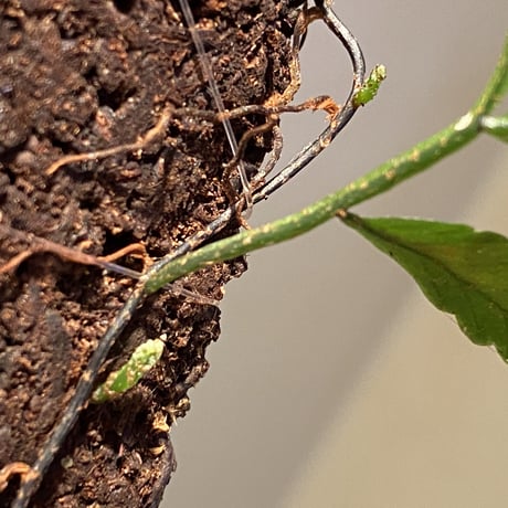 Teratophyllum ludens from Selangor Malaysia