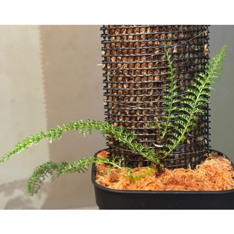 Lindsaea repens from Landak West Kalimantan