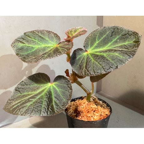 Begonia sp. from  Manaus